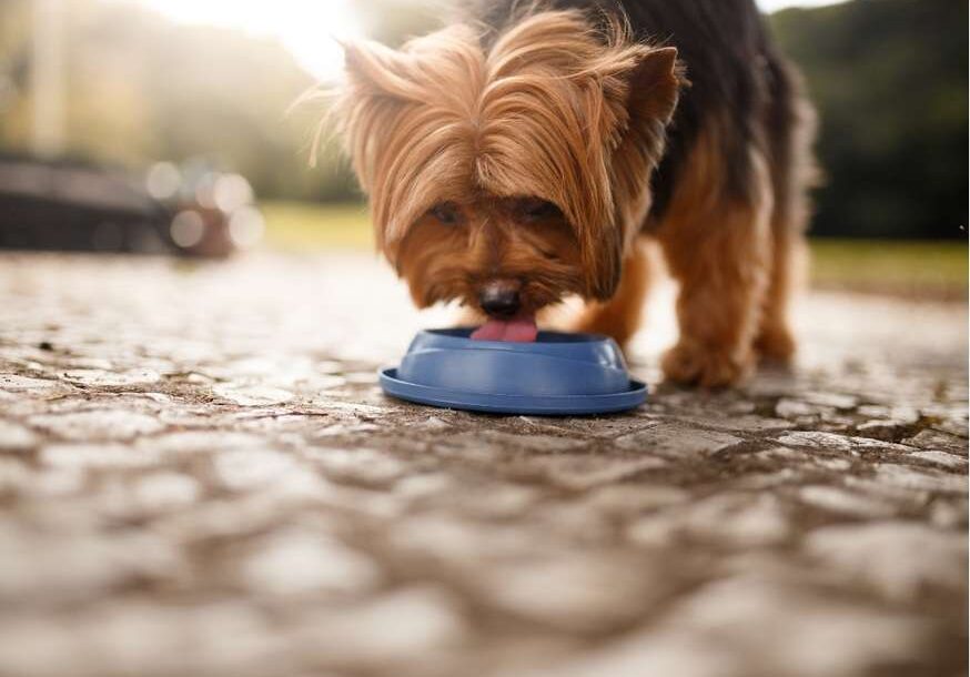 Idratazione cani | Acqua naturale Sorgesana