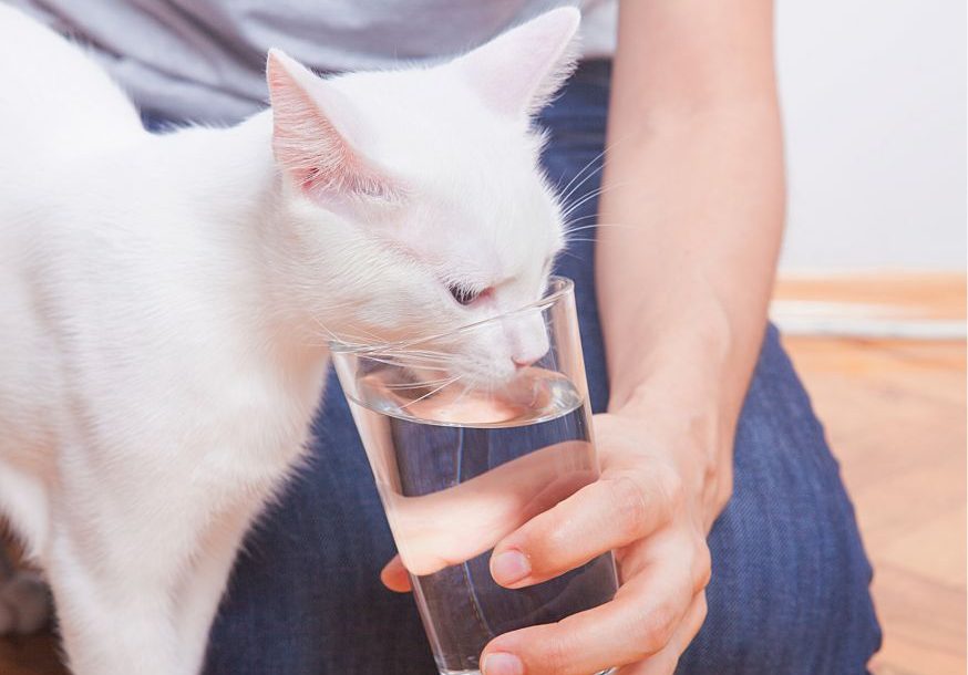 L'idratazione del gatto | Acqua Sorgesana