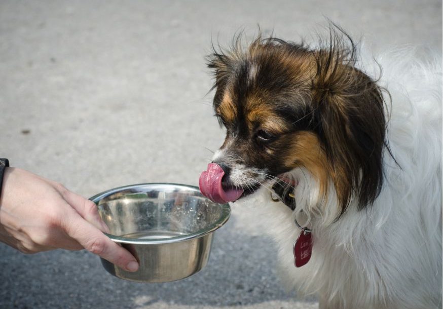Idratazione nel cane | Acqua Sorgesana