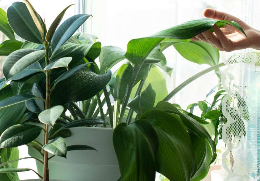 Irrigazione fai da te | Acqua Sorgesana oligominerale