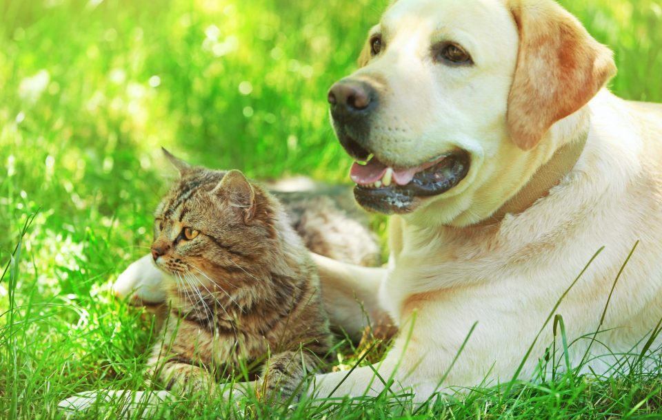 cane e gatto in estate
